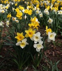 Směs narcisů - Narcissus mix - cibule narcisu - 15 ks